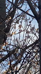 Prunus amygdalus
