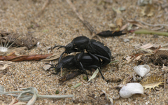 Tenebrionidae