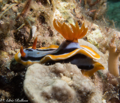 Chromodoris colemani