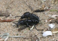 Tenebrionidae