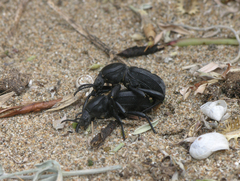 Tenebrionidae