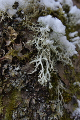 Evernia divaricata