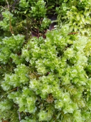 Plagiomnium venustum