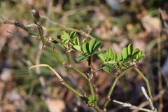 Hippocrepis emerus emerus