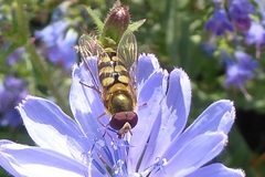 Lapposyrphus lapponicus