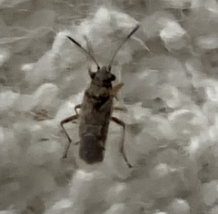 Nysius simulans