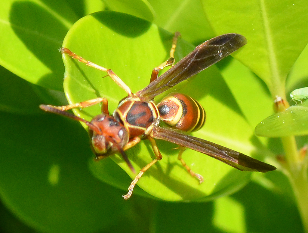 Warlike paper wasp (Insects of Mockingbird Nature Park, Midlothian ...