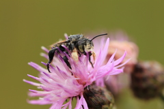 Megachile maritima