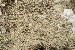 Buellia griseovirens