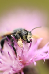 Megachile maritima