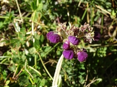 Calceolaria arachnoidea