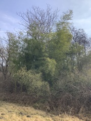 Phyllostachys sulphurea