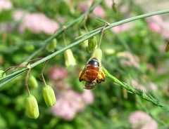 Andrena labiata