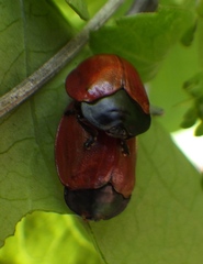 Chelymorpha cribraria