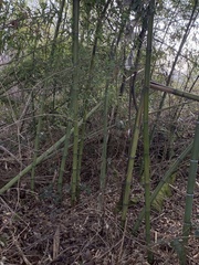 Phyllostachys sulphurea