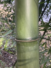 Phyllostachys sulphurea