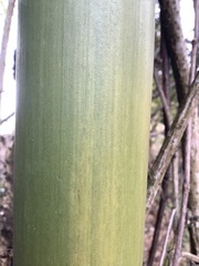 Phyllostachys sulphurea