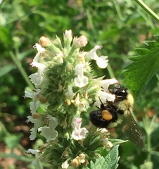 Bombus vagans