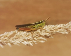 Dichroplus vittigerum