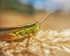 Dichroplus vittigerum