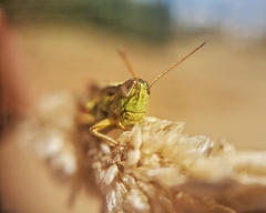 Dichroplus vittigerum