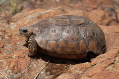 Lobatse Hinge-Back Tortoise photo 2