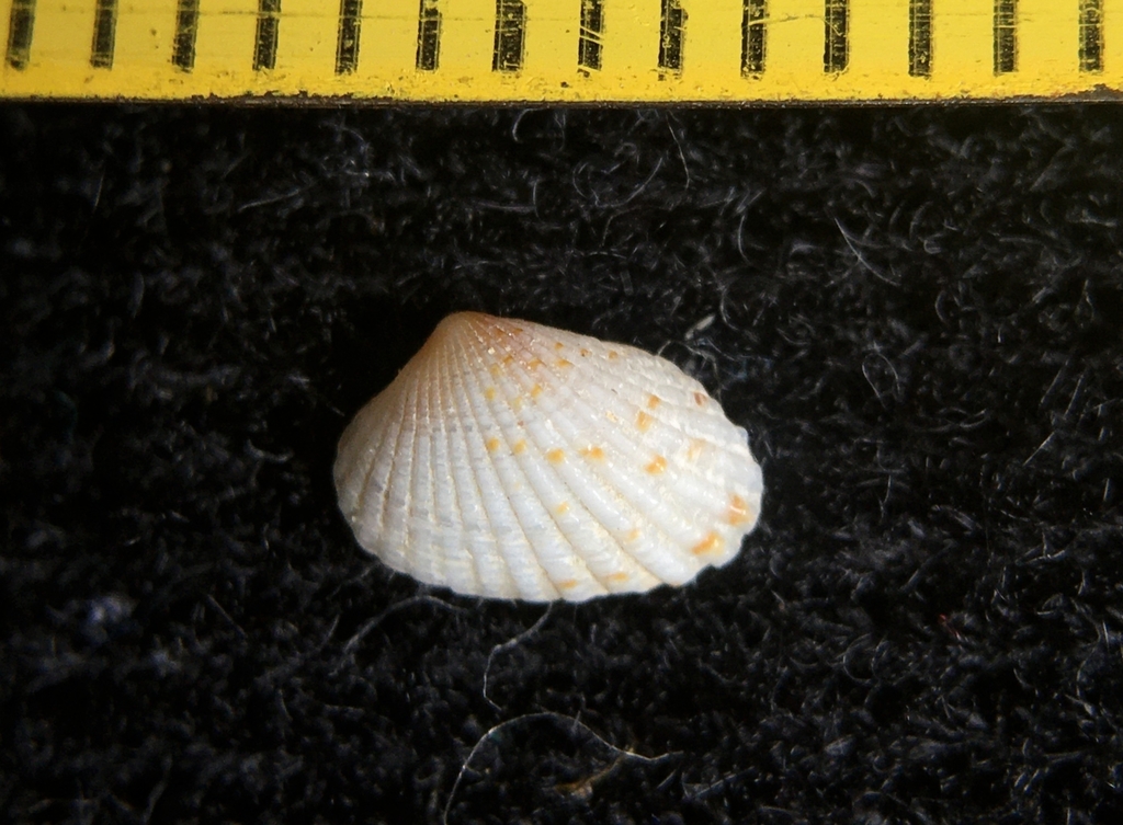 Carditamera plata
