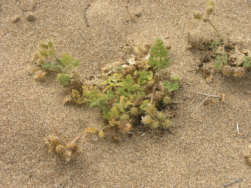 Daucus pumilus image