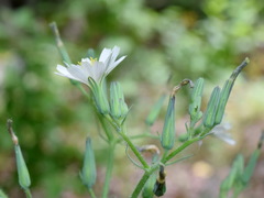 Lactuca hispida