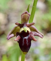 Ophrys aghemanii