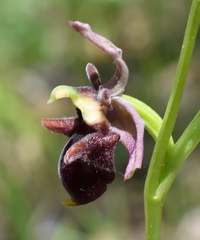 Ophrys aghemanii