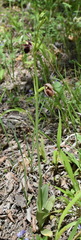 Ophrys aghemanii