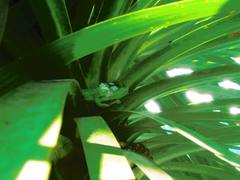 Bradypodion damaranum