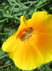 Halictus quadricinctus