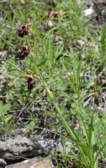 Ophrys aghemanii