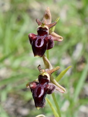 Ophrys aghemanii