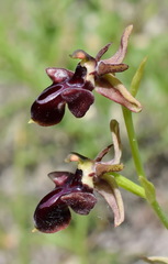 Ophrys aghemanii