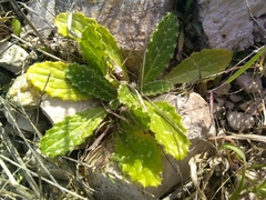 Tyrimnus leucographus