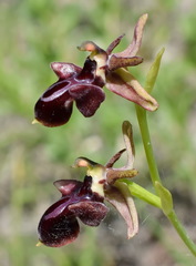 Ophrys aghemanii