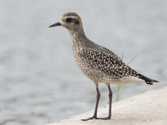 Pluvialis dominica