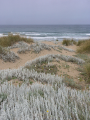 Achillea maritima
