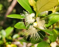 Allograpta hortensis