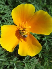 Halictus quadricinctus