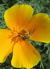Halictus quadricinctus