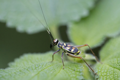 Phylloscyrtus amoenus