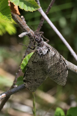 Dysmicohermes disjunctus