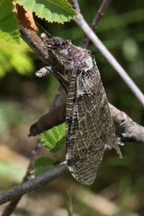 Dysmicohermes disjunctus