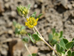 Medicago cretacea