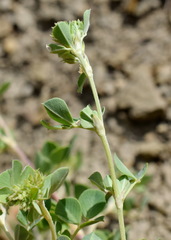 Medicago cretacea