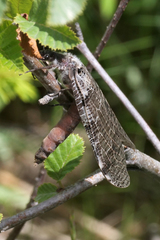 Dysmicohermes disjunctus